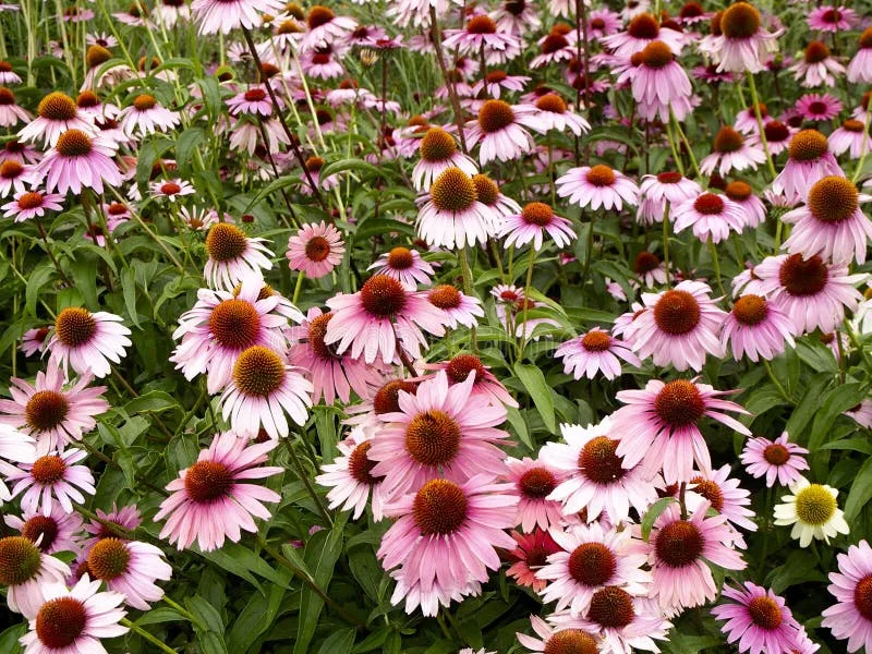Echinacea nachová